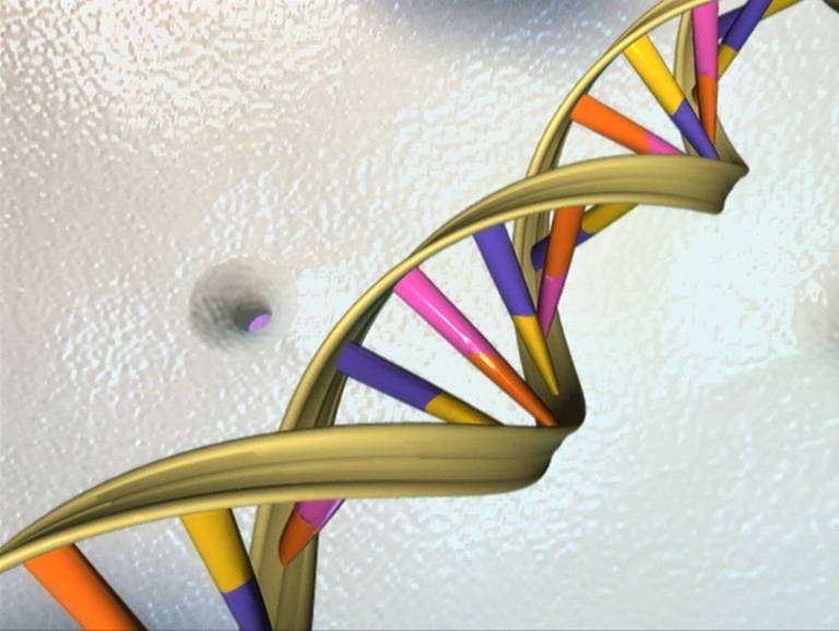 Illustration en trois dimensions d'une double hélice d'ADN, réalisée par le National Human Genome Research Institute.