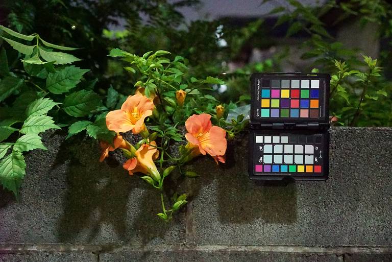 Charte colorimétrique ColorChecker posée à côté de fleurs pendant une prise de vue, servant de référence de couleurs dans le cadre.