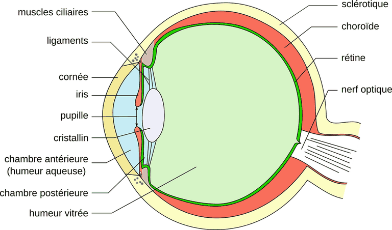 Schéma en coupe de l'œil humain légendé en français, montrant la position de l'iris entre la cornée et le cristallin.