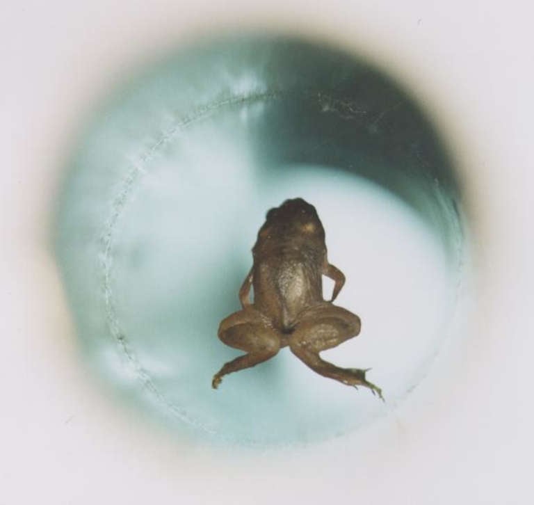Grenouille vivante en lévitation diamagnétique dans un électroaimant de 16 teslas à Nimègue