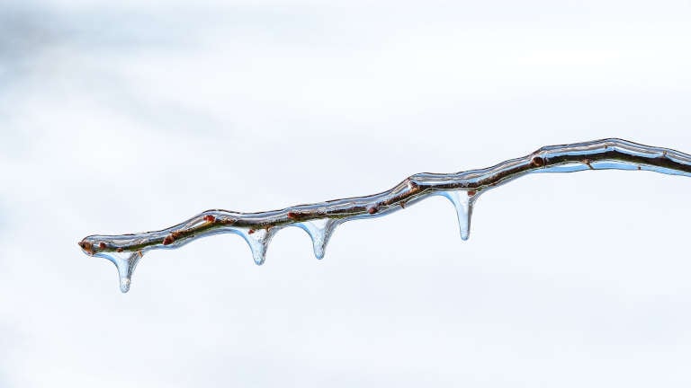 Branche recouverte de verglas après une pluie verglaçante, exemple naturel d'eau en surfusion qui gèle au contact